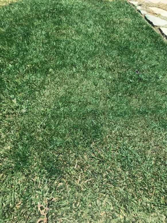 Spray painted backyard grass